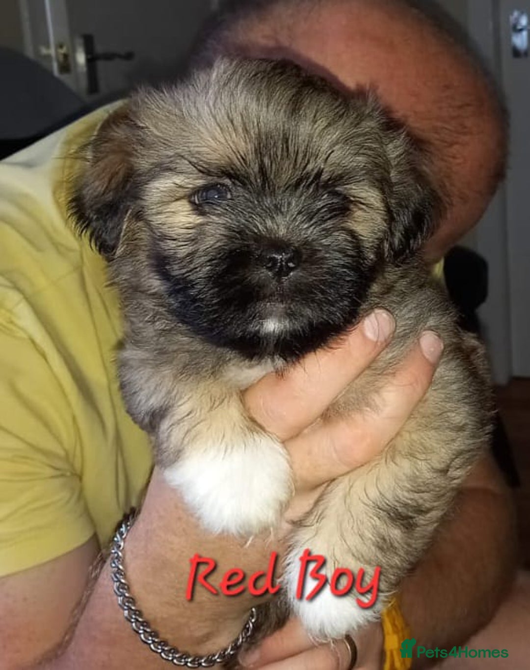 Lhasa Apso dogs for sale: Lhaso apso - Image 1