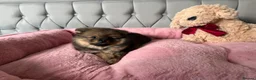 Pomeranian dogs for sale: Wolf & Orange Sable Teddy Bear Pomeranian Puppies - Advert 14