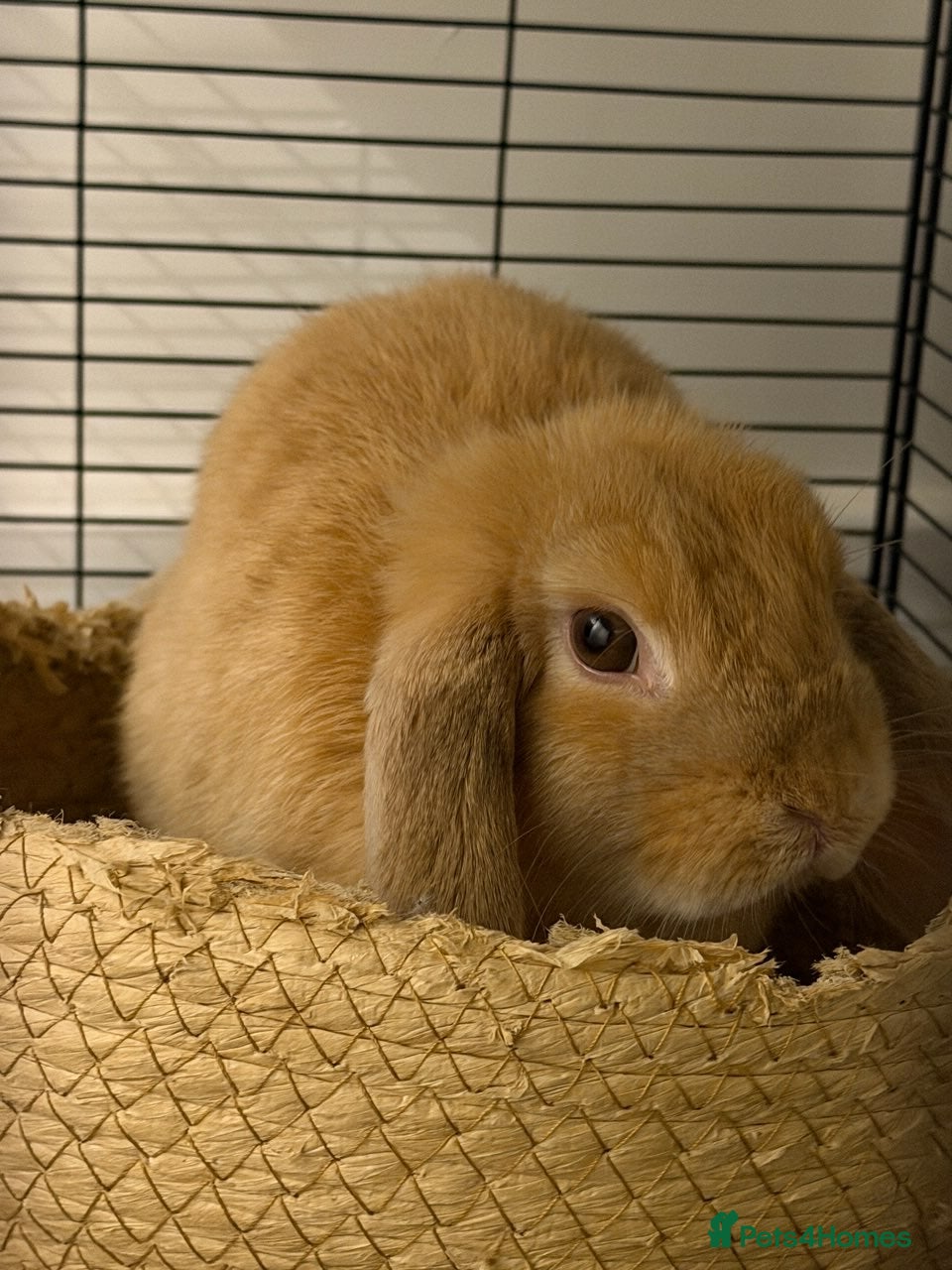 English Lop rabbits Female lop rabbit - Advert 4