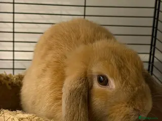 English Lop rabbits Female lop rabbit - Advert 4