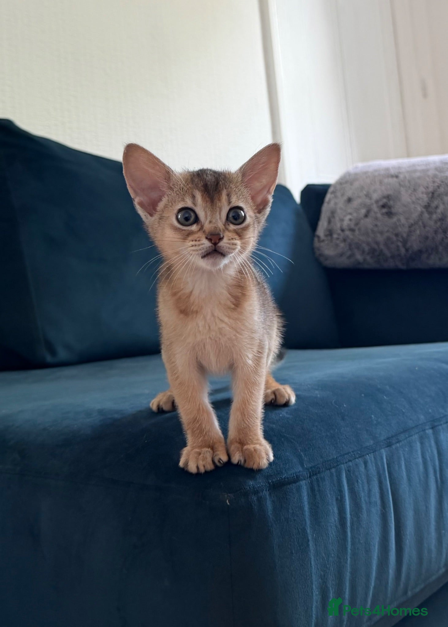 Abyssinian cats Gorgeous Abyssinian kittens - Advert 17