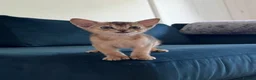 Abyssinian cats for sale: Gorgeous Abyssinian kittens - Advert 8