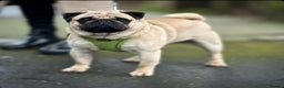 Pug dogs for stud: Quality show pug for stud in Nottingham - Advert 4