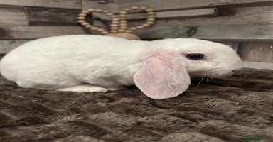 Mini Lop rabbits - Advert 3