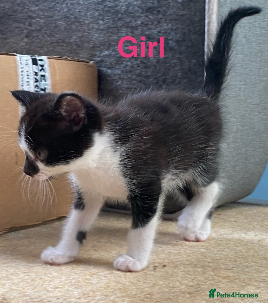 Maine Coon cats for sale: MaineCoon Cross Kittens - Image 3