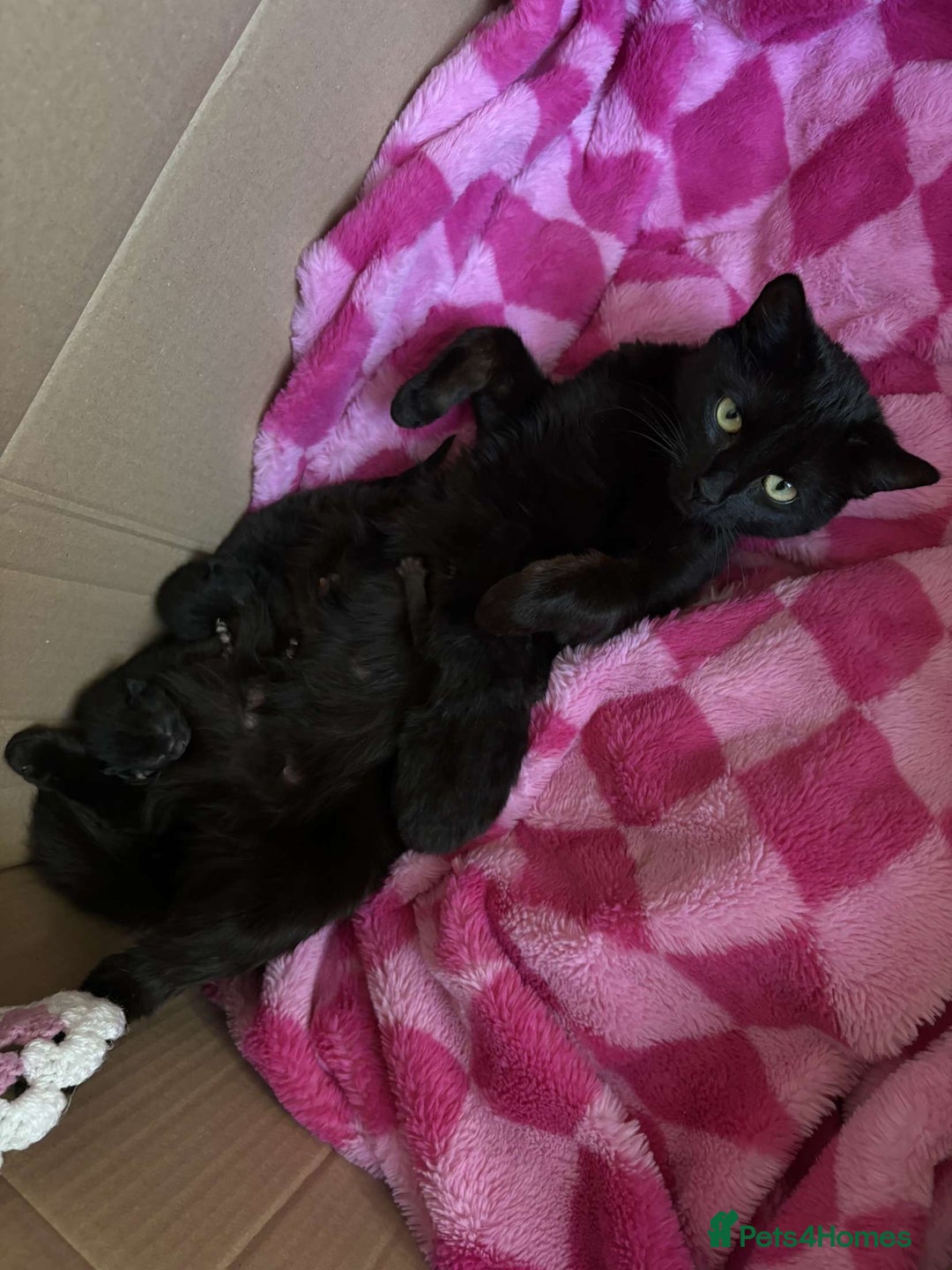 Bombay cats for sale: 1 Black Male kitten - Image 3