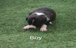 Borador dogs for sale: Beautiful litter of borador pups ready now - Image 2