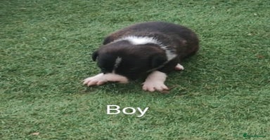 Borador dogs - Advert 12