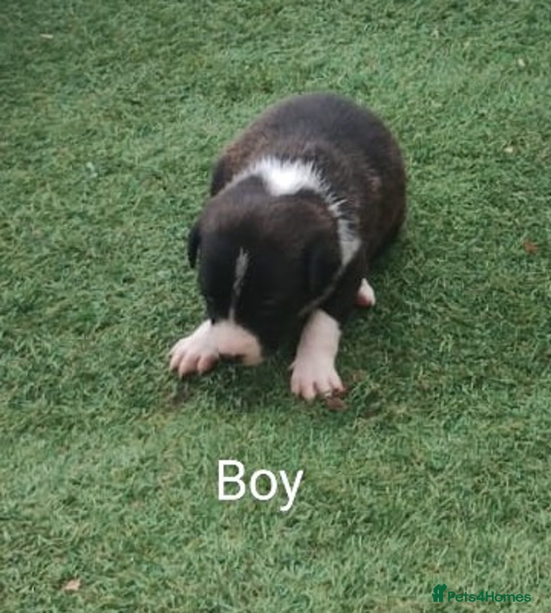 Borador dogs for sale: Beautiful litter of borador pups ready now - Image 2
