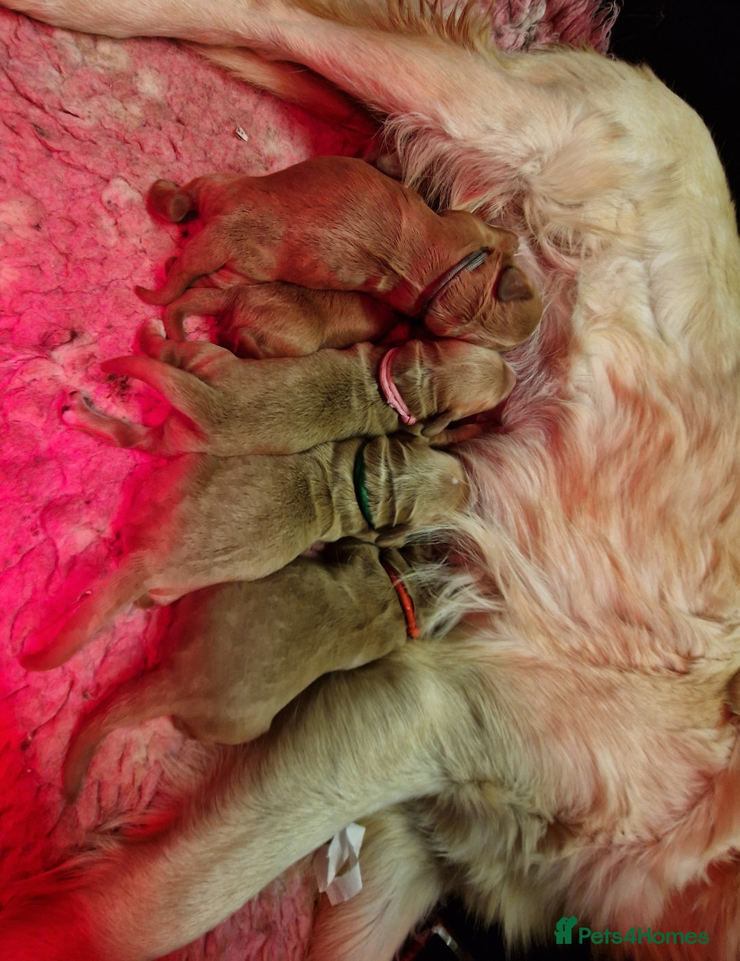 Mini Goldendoodle dogs for sale: Miniature F1 Goldendoodle puppies available - Image 2