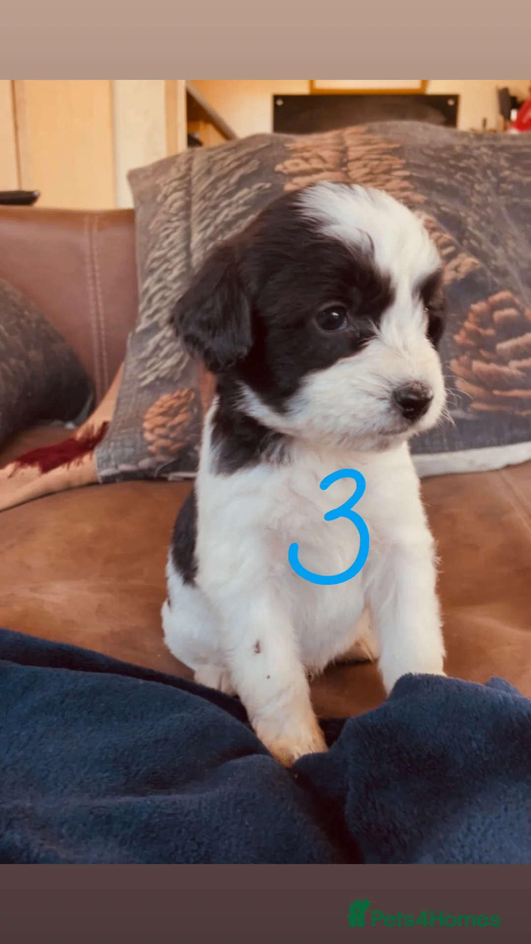 Mixed Breed dogs for sale: Absolutely beautiful family bred pups!  - Advert 5