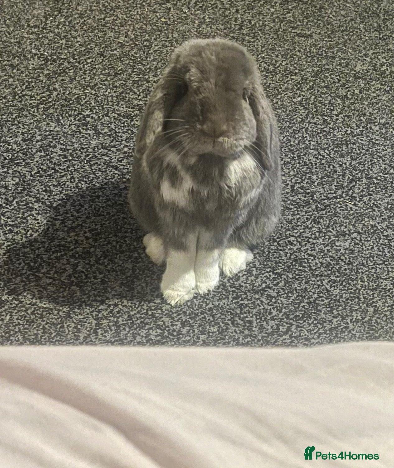 Mini Lop rabbits Beloved pet needing a new home.  - Advert 2