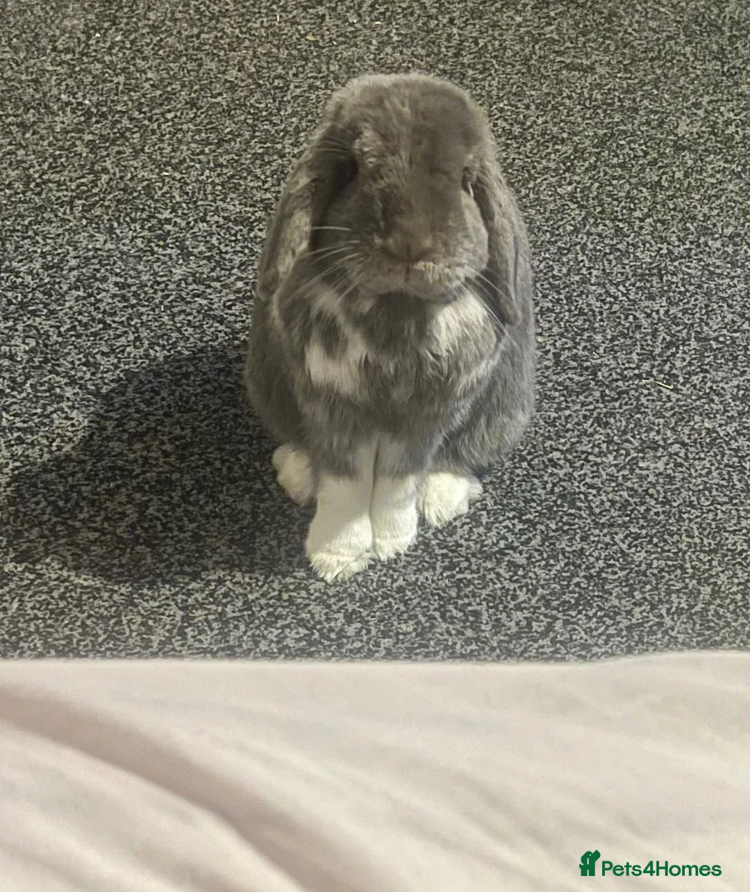 Mini Lop rabbits for sale: Beloved pet needing a new home.  - Advert 2