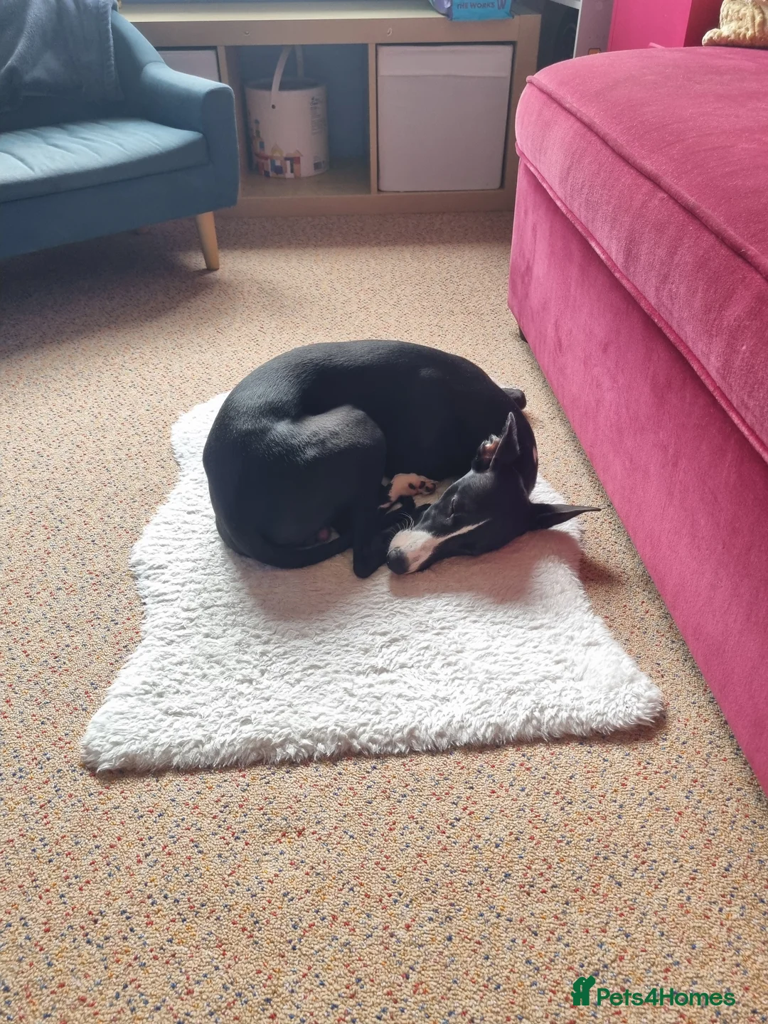 Whippet dogs for sale: Male Whippet 10 months old - Advert 2