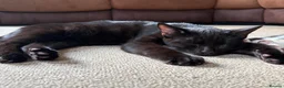 Domestic Shorthair cats for sale: 3 male kittens for sale - Advert 6