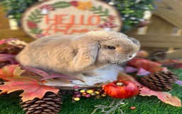 Mini Lop rabbits for sale: ⭐ VACCINATED ADULT PUREBRED MINI LOP RABBITS ⭐  - Advert 10