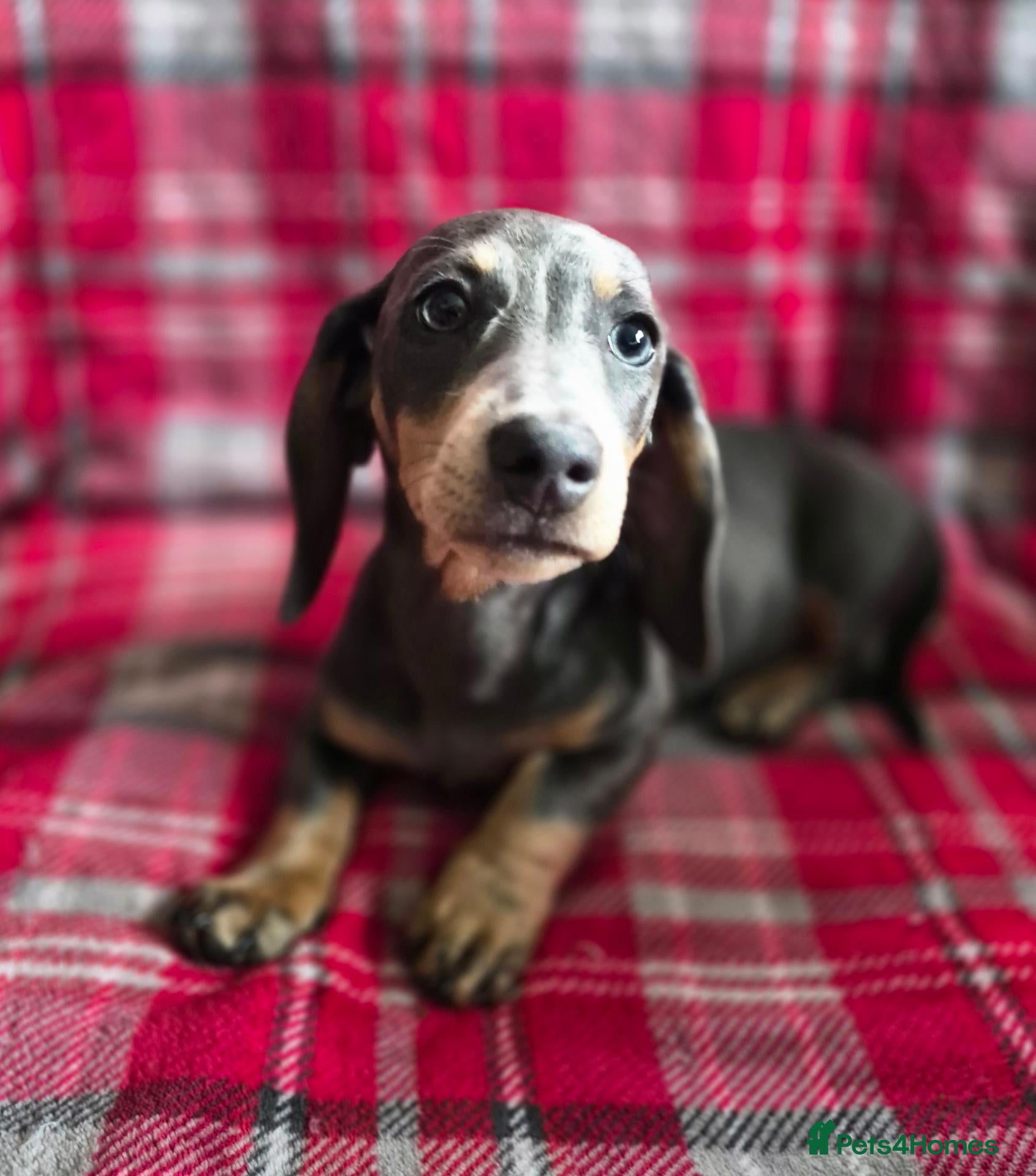 Miniature Dachshund dogs Miniature Dachshund puppies - Advert 1
