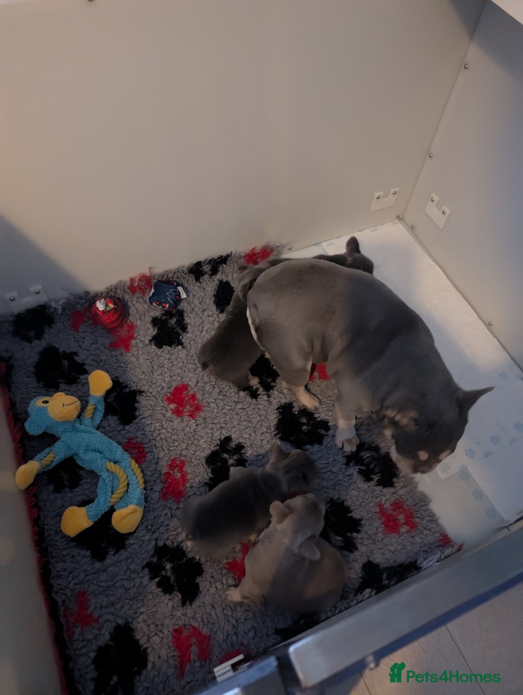 French Bulldog dogs for sale: Beautiful lilac and tan fluffy female  - Image 8