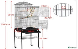 Finches birds for sale: Finches x 3 including Cage - Advert 7