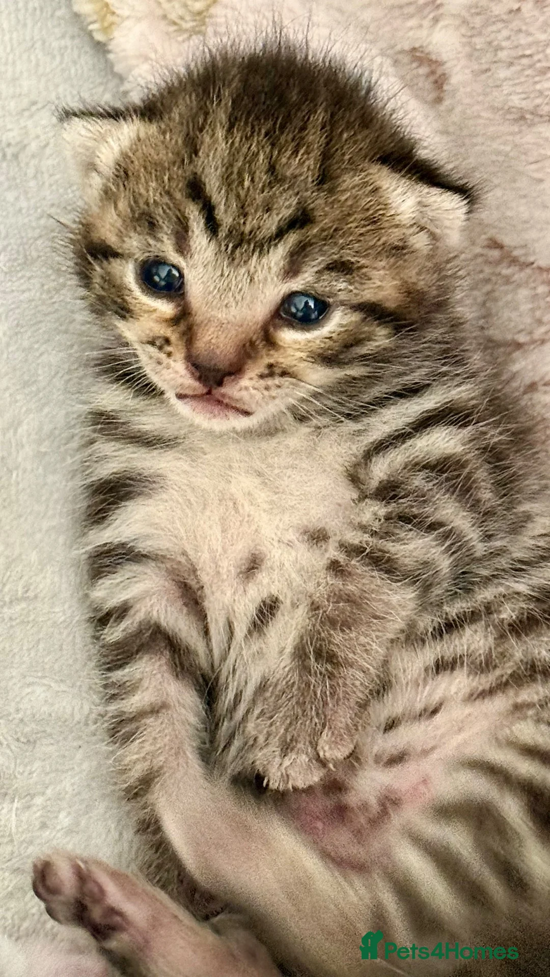 Mixed Breed cats for sale: Meet our rare beautiful kittens…  - Advert 2