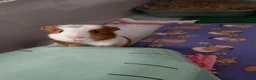 Guinea Pig rodents for sale: Male guinea pig  - Advert 5