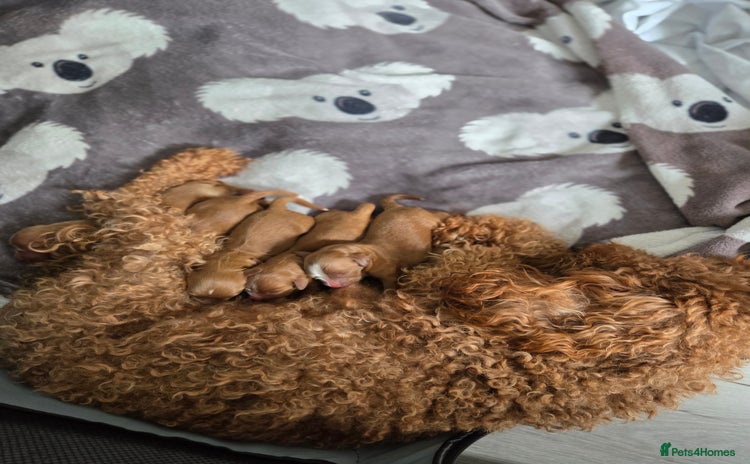 Cavapoo dogs - Advert 5