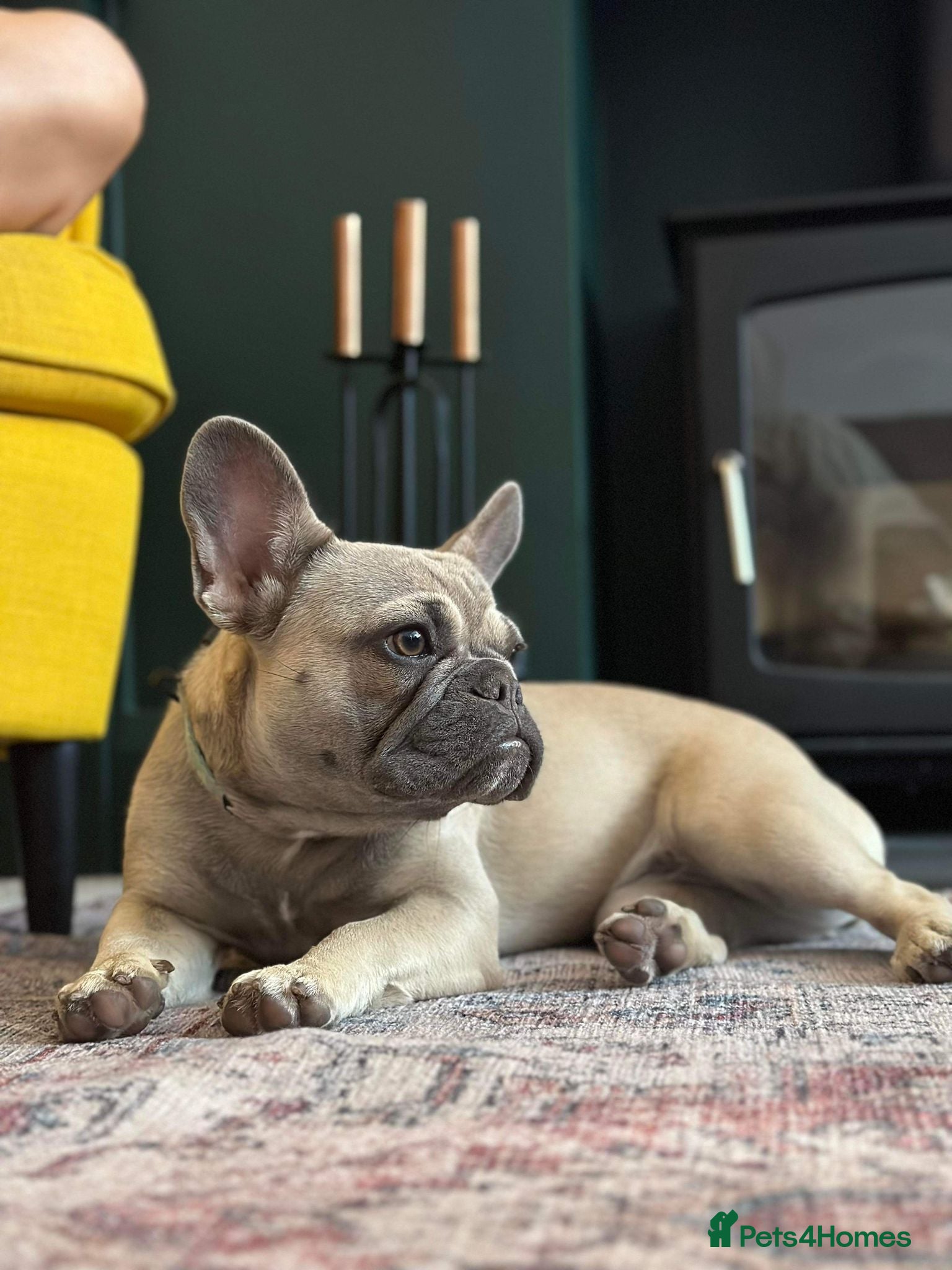 French Bulldog dogs French bulldog puppies - Advert 17