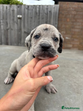 Cane Corso dogs - Advert 7