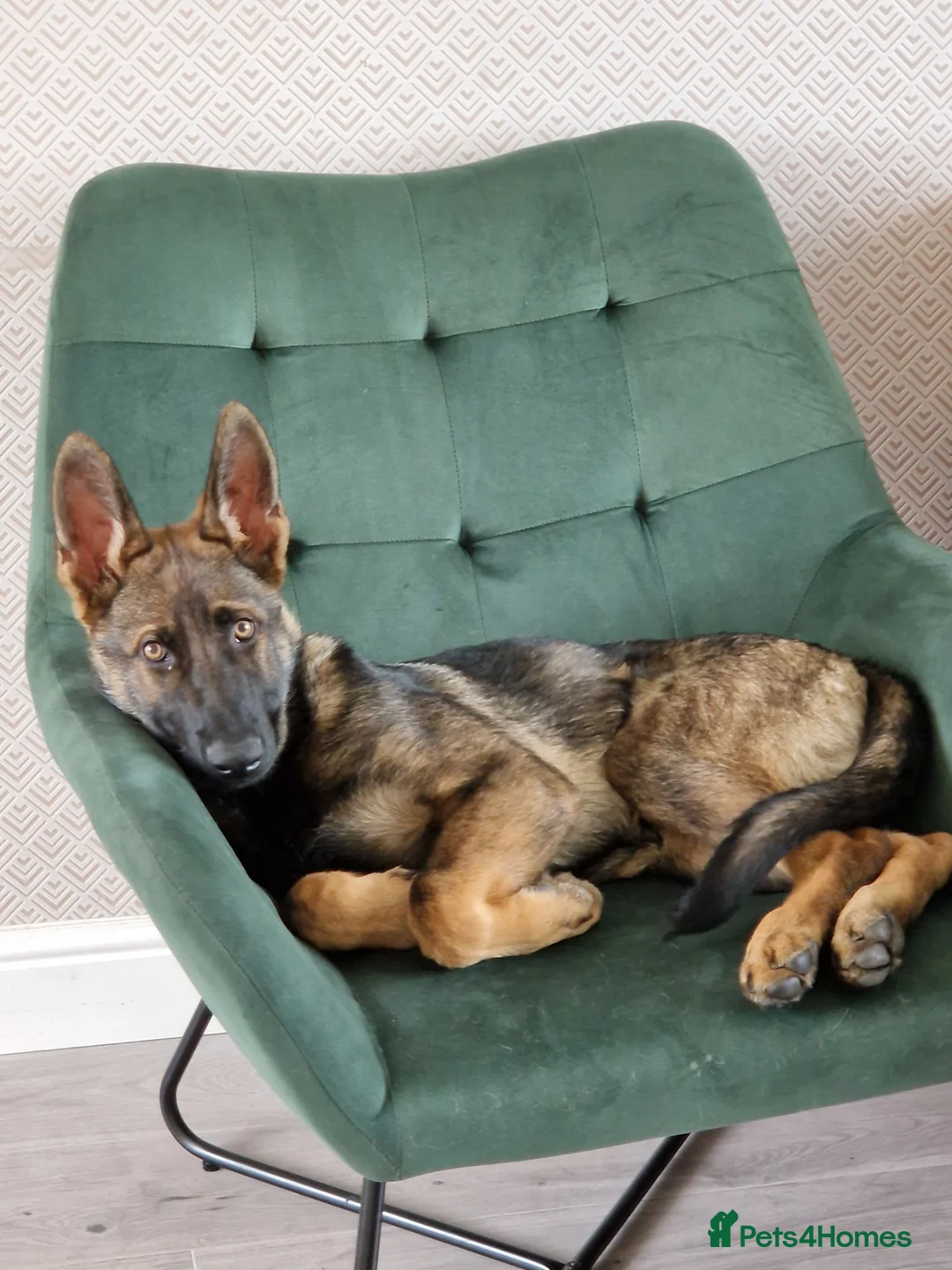 German Shepherd dogs for sale: Tej boy in Coventry - Advert 8