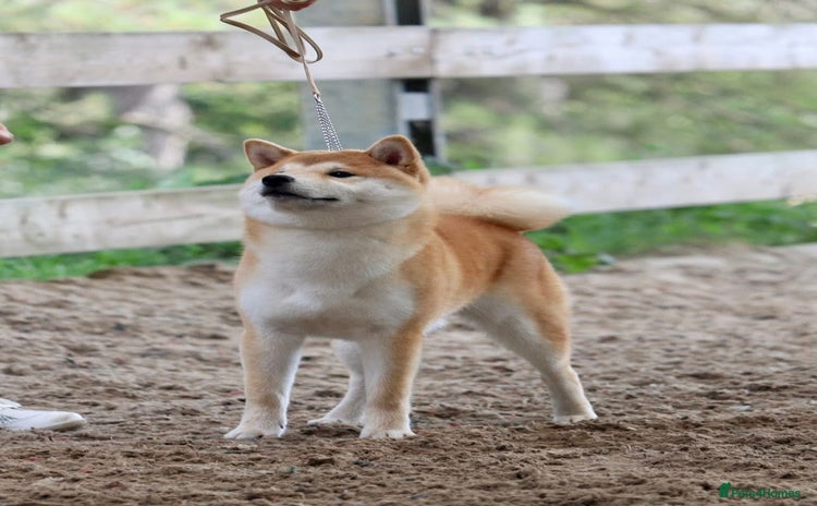 Japanese Shiba Inu dogs - Advert 16