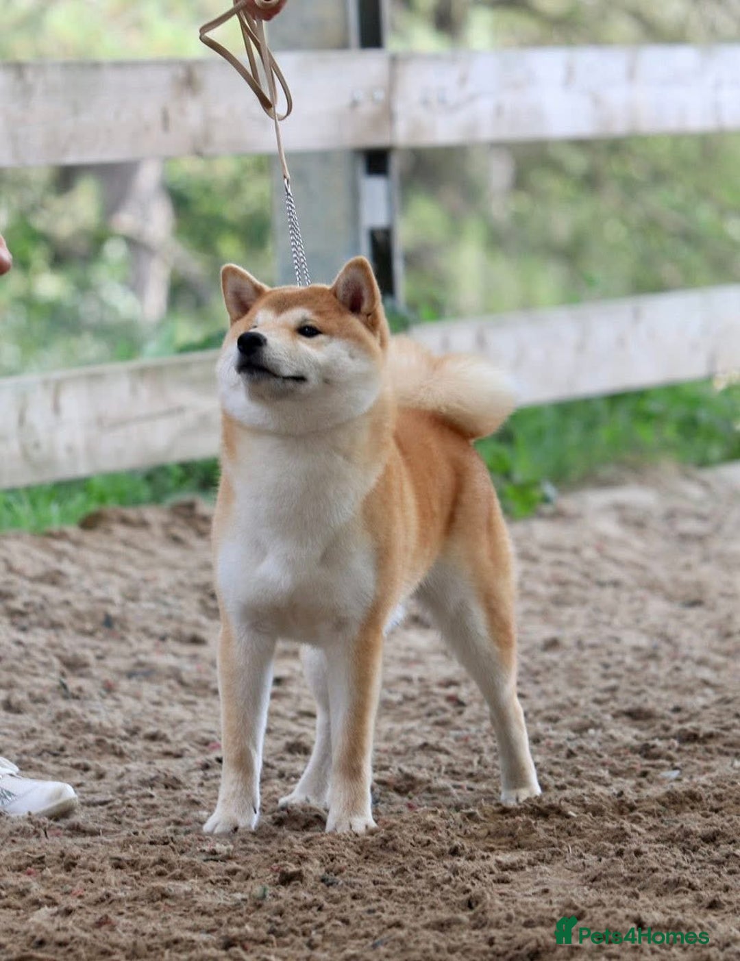 Japanese Shiba Inu dogs for stud: Champion bloodline health tested Japanse Shiba Inu - Image 1