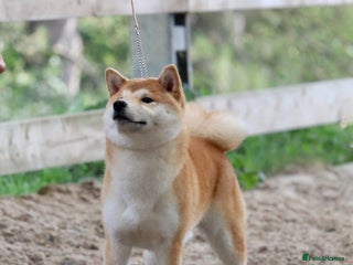 Japanese Shiba Inu dogs - Advert 3