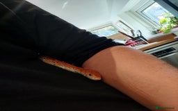 Corn Snake reptiles for sale: Friendly corn snake and vivarium  - Image 2