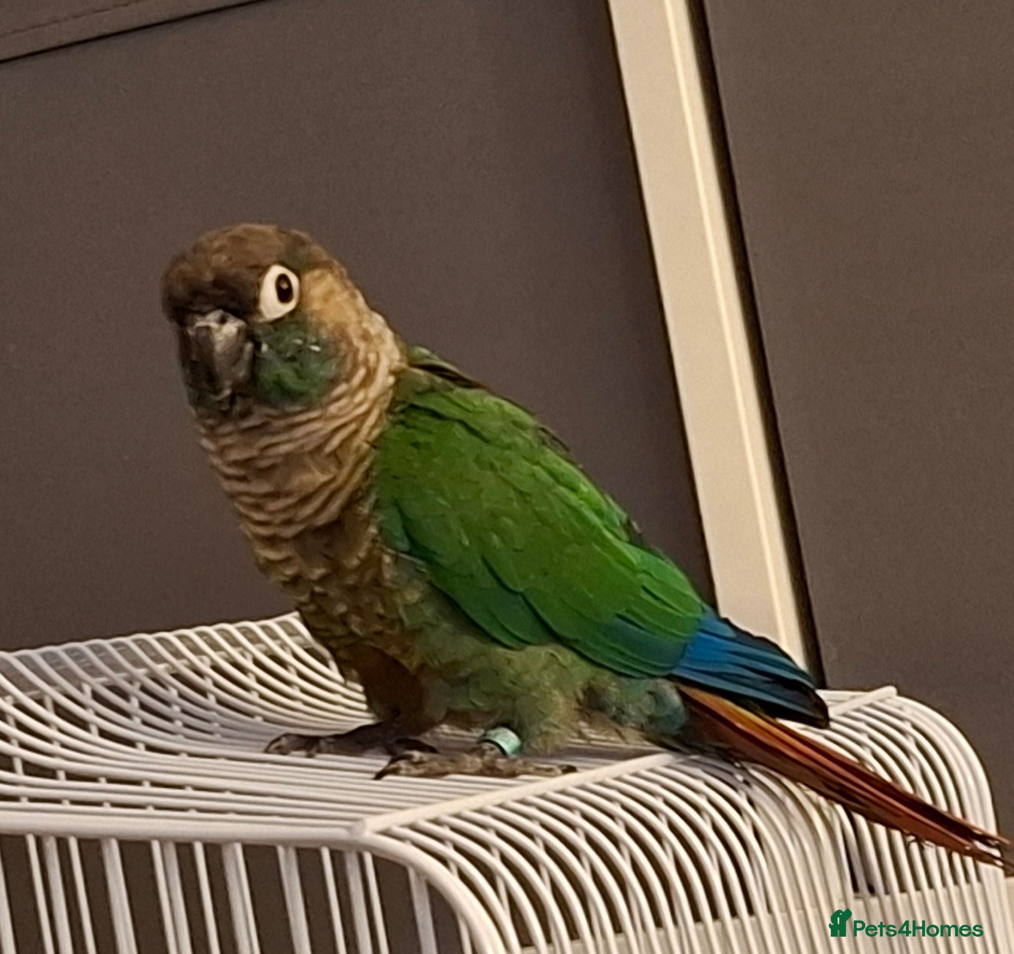 Conures birds Green cheek conure 6 months old - Advert 1