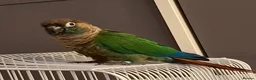 Conures birds for sale: Green cheek conure 6 months old in Thornton-Cleveleys - Advert 1