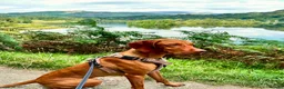 Hungarian Vizsla dogs for sale: Beautiful healthy KC registered Hungarian Vizslas  in Nottingham - Advert 5