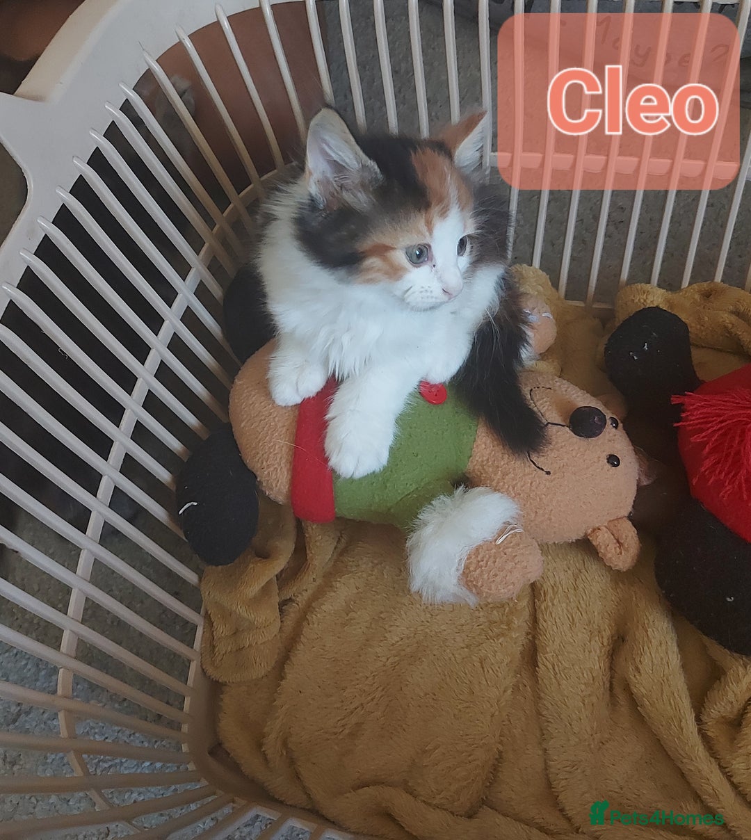 Mixed Breed cats for sale: Beautiful kittens - Image 12