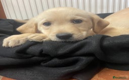 Labrador Retriever dogs for sale: Beautiful Andrex Labrador Puppy’s  - Image 6