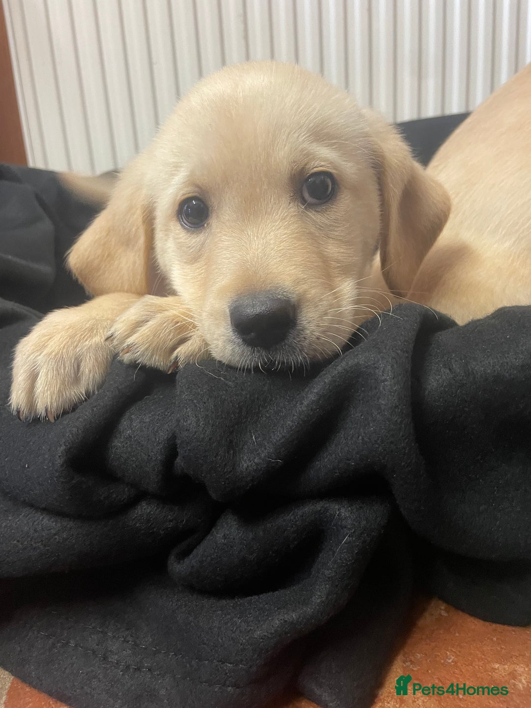 Labrador Retriever dogs for sale: Beautiful Andrex Labrador Puppy’s  - Image 6