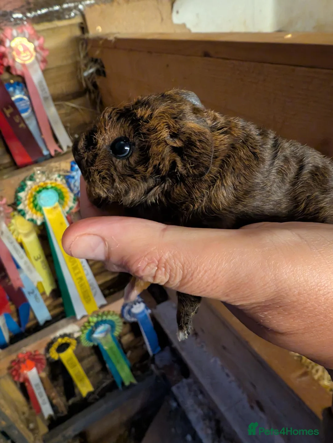 Guinea Pig rodents for sale: Funky babies  in Washington - Advert 13