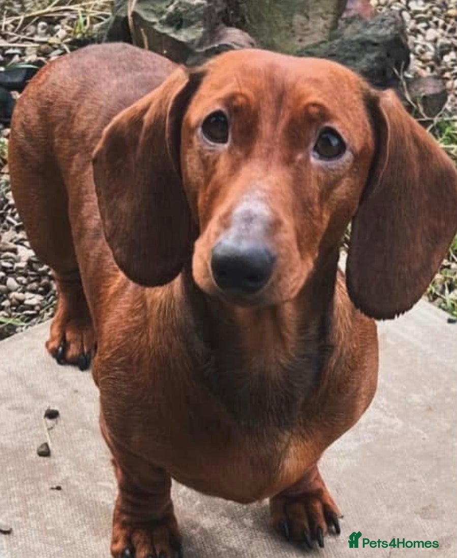 Dachshund dogs Adult neutered red standard dachshund  - Advert 1