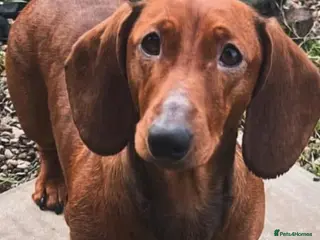 Dachshund dogs Adult neutered red standard dachshund - Advert 1