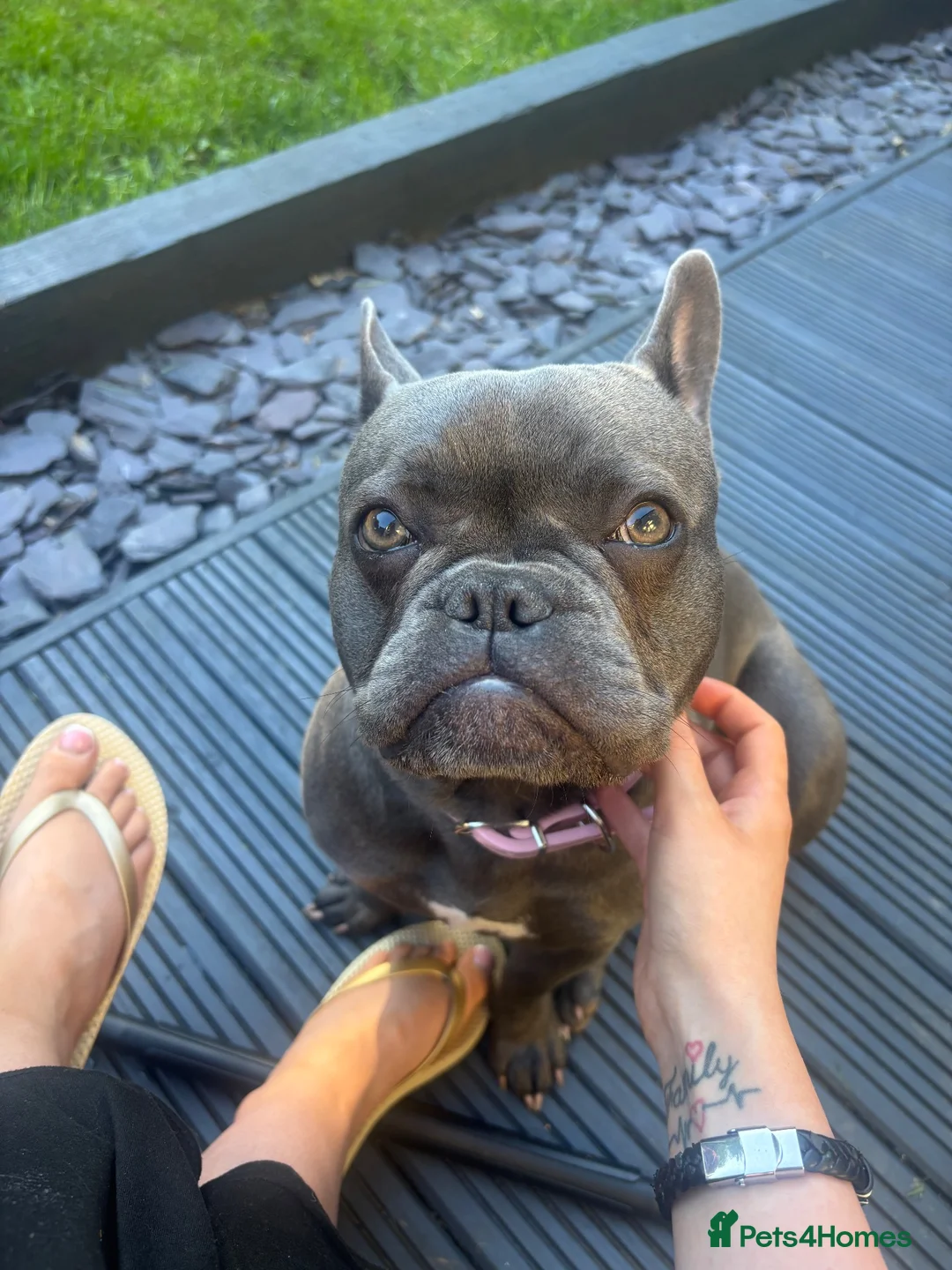 French Bulldog dogs for sale: Betty Boo Frenchie  in Huddersfield - Advert 3