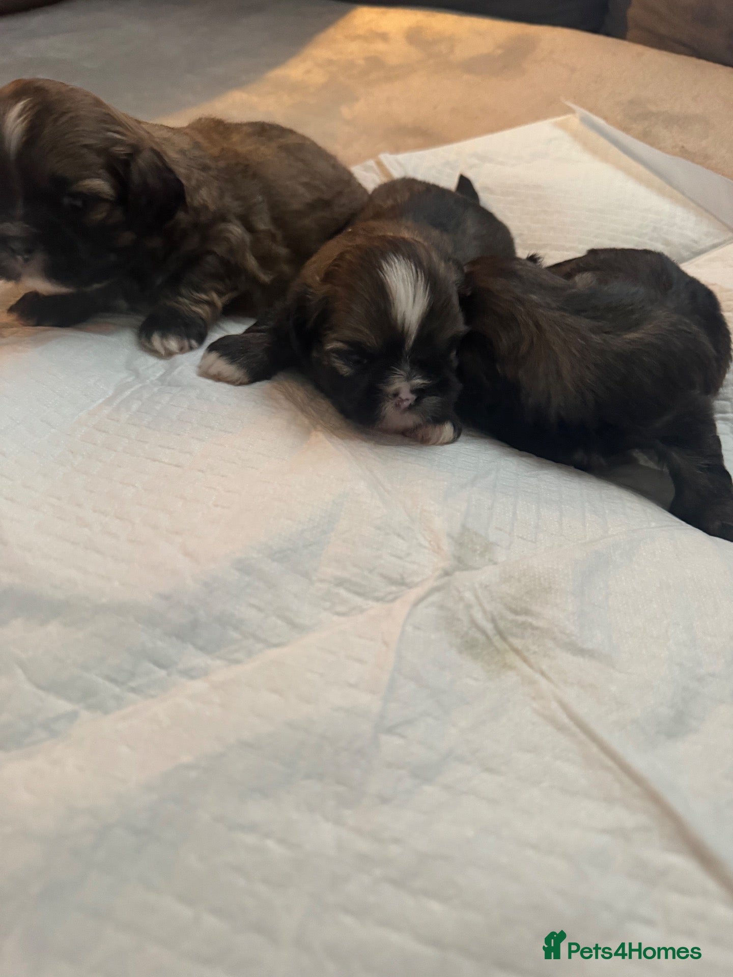Shih Tzu dogs 9 purebred puppies are looking for new, homes. - Advert 6