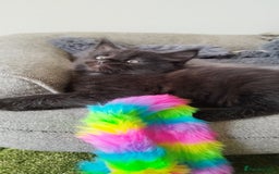 Maine Coon cats for sale: Tica pedigree kittens -ready for reservation  - Image 15