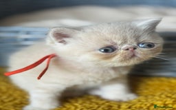 Exotic cats for sale: Superb GCCF Exotic kittens Health Tested parents - Image 15