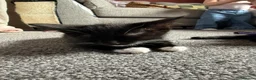 Mixed Breed cats for sale: 5 black and white kittens ready to go now - Advert 6