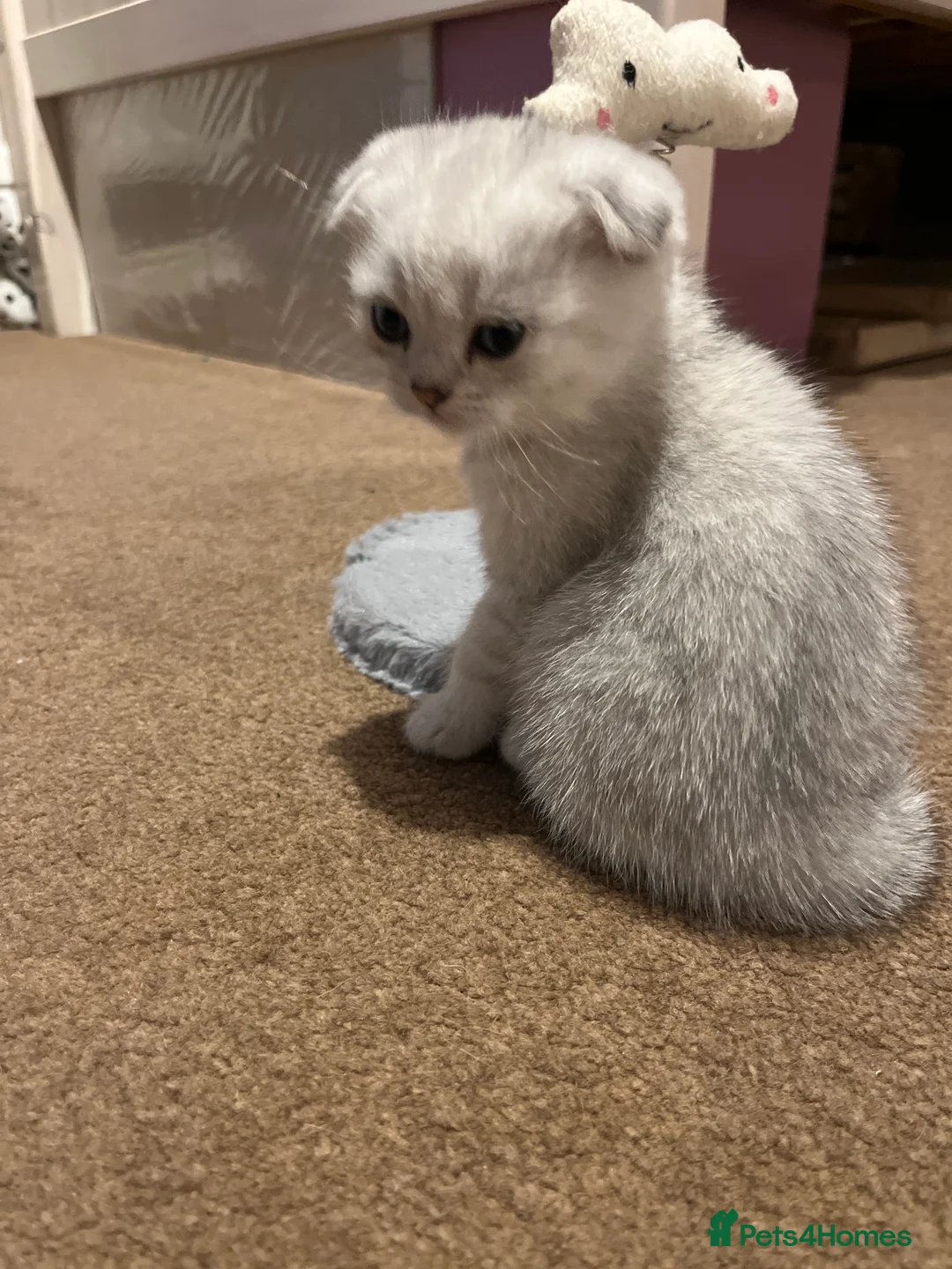 Scottish Fold cats for sale: Scottish fold kittens - Advert 9