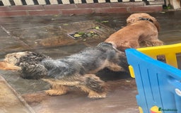 Cocker Spaniel dogs for stud: PROVEN ! Show type Cocker Spainel for stud duties  in Rugby - Image 12