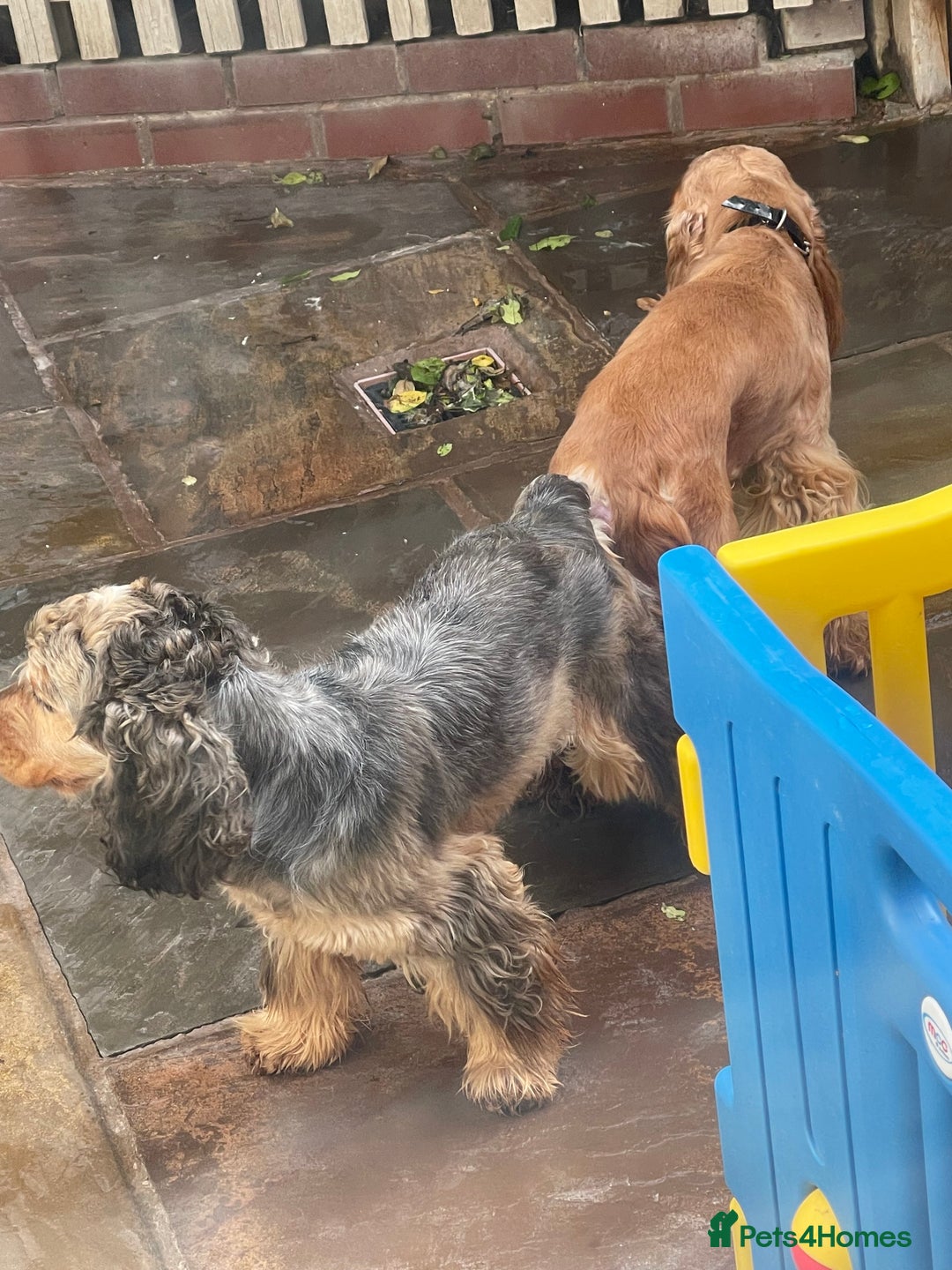 Cocker Spaniel dogs for stud: PROVEN ! Show type Cocker Spainel for stud duties  in Rugby - Image 12